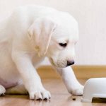 What to feed a puppy