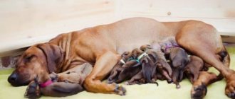 What to feed your dog after giving birth?