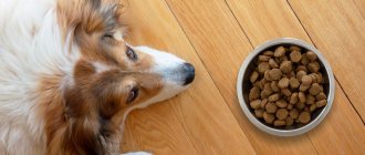 What to feed a dog with enteritis