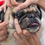 How can you wash your dog&#39;s eyes at home?