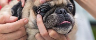 Чем можно промыть глаза собаке в домашних условиях