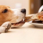 What should you not feed your dog?