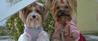 What is the difference between a Yorkshire Terrier and a Biewer Yorkie?