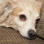 What is the difference between a fistula in dogs and an abscess or abscess?