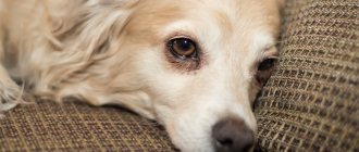 What is the difference between a fistula in dogs and an abscess or abscess?