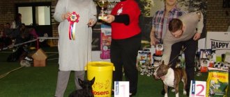 Championship of Armenia and Germany at the international exhibition “Planet of Dogs” (CACIB, Fluffy Easter in Skonto)