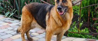 Black color in shepherd dogs