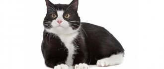 Black and white cat: features, color varieties, list of bicolor breeds