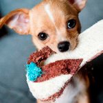 Chihuahua - a smooth-haired breed for keeping in an apartment