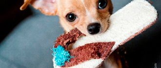Chihuahua - a smooth-haired breed for keeping in an apartment