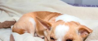 Chihuahua sleeping Photo
