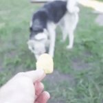 chips for dogs