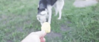 чипсы собакам