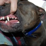 Чистить зубы собаке