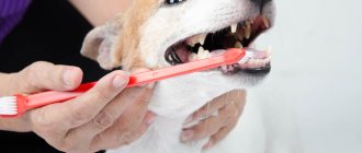Brushing a dog&#39;s teeth