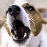 What to do if your dog barks at everyone