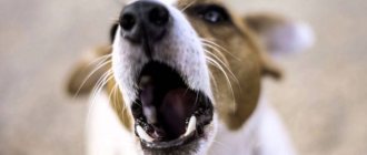 What to do if your dog barks at everyone