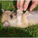 what to do if your puppy has an umbilical hernia