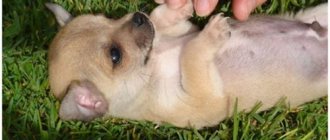 what to do if your puppy has an umbilical hernia