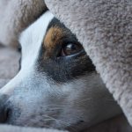 what to do if your dog has seizures