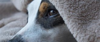 what to do if your dog has seizures