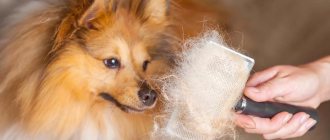 What to do if your dog is losing hair