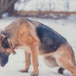 what to do if your dog has leg paralysis