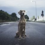 What to do first if your dog goes missing