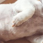 What is ascites in dogs