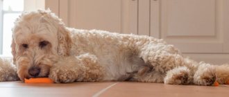 Что такое авитаминоз у собак – и почему он появляется?