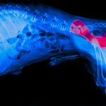 what is joint dysplasia in dogs