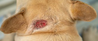 What is eczema in dogs