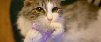 What is a Furminator for cats?