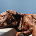 Что такое гипогликемия у собак