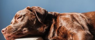 What is hypoglycemia in dogs