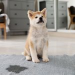 What is incontinence in dogs