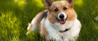 Что за собачки Вельш-корги-пемброк, характеристика породы, внешность собак, особенности темперамента, уход и воспитание, цена щенка