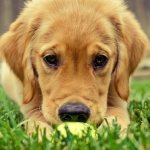 What does cryptorchidism mean in dogs?