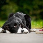 What does it mean to break a dog?
