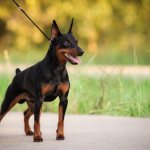 Miniature Pinscher - description of the breed, reviews from owners.