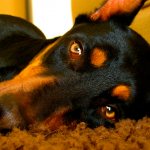 Effect of sedatives on dogs
