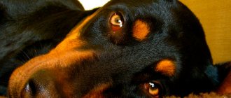 Effect of sedatives on dogs