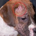 Demodectic mange in dogs
