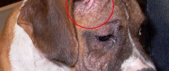 Demodectic mange in dogs