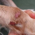 Dermatitis on a dog&#39;s paw