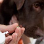 Diabetes in a dog - is it dangerous?