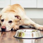 Diet for dogs with urolithiasis