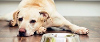 Diet for dogs with urolithiasis
