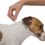 Dironet for dogs: instructions for use, indications and side effects, shelf life