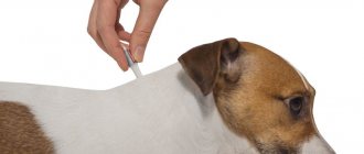 Диронет для собак: инструкция по применению, показания и побочные действия, срок хранения